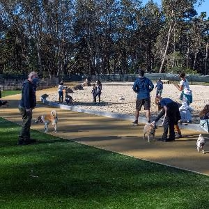 Golden Gate Park Dog Play Area 2